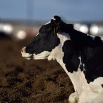 Sector lechero de La Laguna recupera dinamismo en 2025