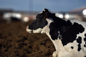 Sector lechero de La Laguna recupera dinamismo en 2025