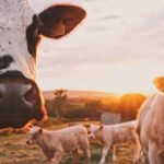 Vacas + hidrógeno cuando el tambo genera más que leche