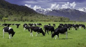 Cuál es el país con más vacas que personas