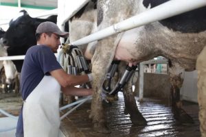 Exceso de leche en Aguascalientes pone en jaque al sector