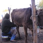 Ganaderos alertan caída lechera y piden apoyo estatal