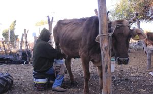 Ganaderos alertan caída lechera y piden apoyo estatal
