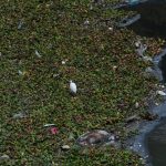 Jalisco produce 87 mil t d de biorresiduos reto y oportunidad