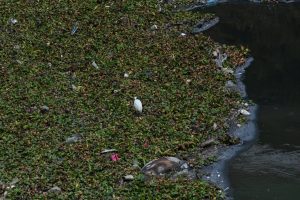 Jalisco produce 87 mil t d de biorresiduos reto y oportunidad