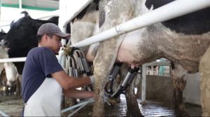 Leche para el Bienestar entra a la canasta básica en Campeche
