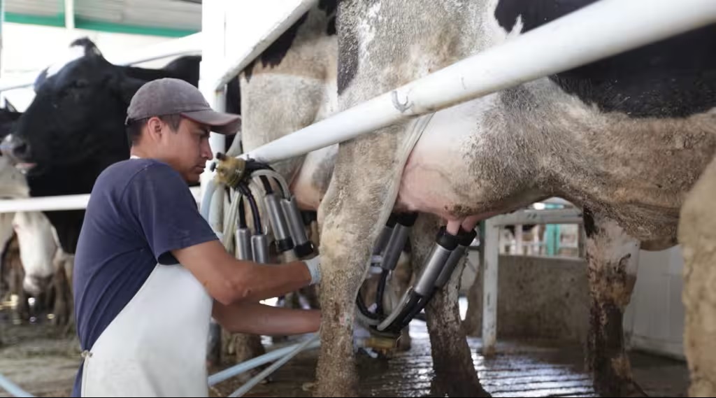 Leche para el Bienestar entra a la canasta básica en Campeche