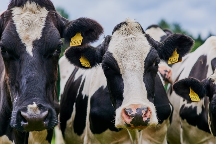 Más leche, menos precio radiografía de 2025