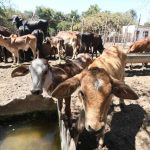 Plan federal “cero importaciones” desafía al sector lechero de Sinaloa