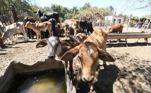 Plan federal “cero importaciones” desafía al sector lechero de Sinaloa