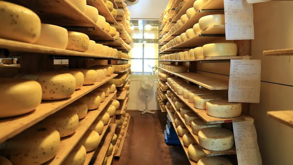 Queso Chihuahua tradición menonita que conquistó México