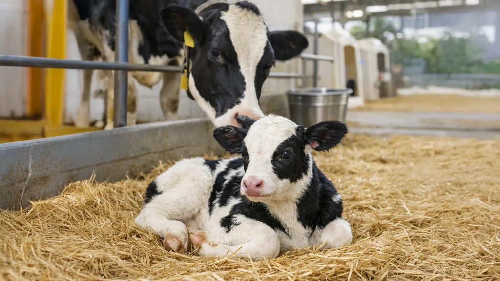Reemplazos saludables clave estratégica de la ganadería lechera MX