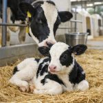 Reemplazos saludables clave estratégica de la ganadería lechera MX