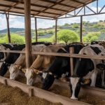 Suplementación mineral, clave en bovinos durante invierno seco