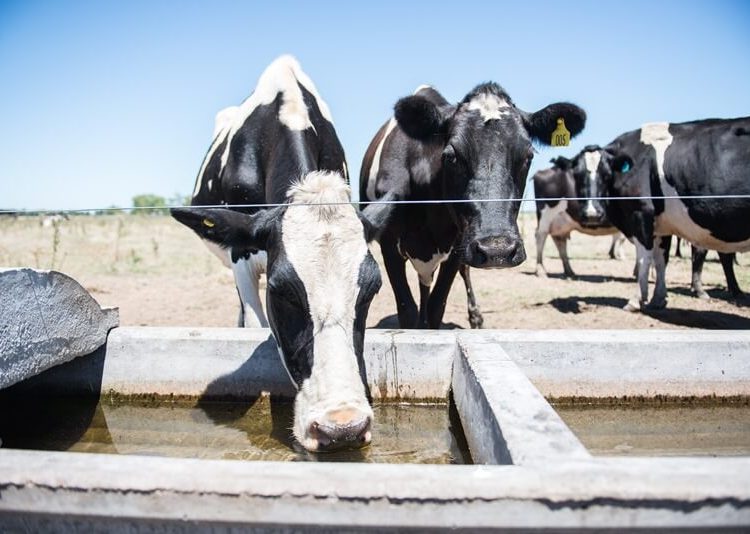 Agua y leche el debate que rodea a La Laguna