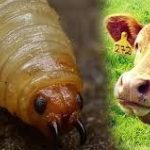 Alertan por gusano barrenador en Guanajuato