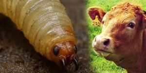 Alertan por gusano barrenador en Guanajuato