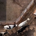 Caída del precio golpea a lecheros británicos