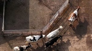 Caída del precio golpea a lecheros británicos