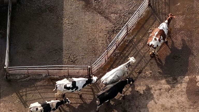 Caída del precio golpea a lecheros británicos