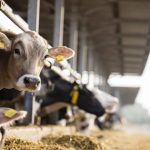 Conflicto-EE.-UU.-Iran-El-factor-invisible-que-encarece-el-mercado-lacteo