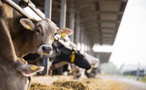 Conflicto-EE.-UU.-Iran-El-factor-invisible-que-encarece-el-mercado-lacteo