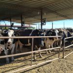 Costos ahogan a lecheros y superan ingresos