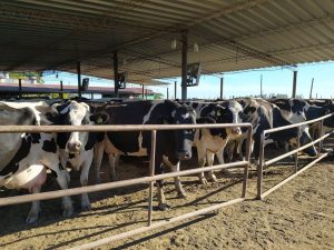 Costos ahogan a lecheros y superan ingresos