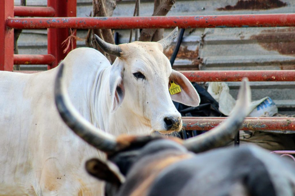 Fortalecen gestión de ranchos lecheros y ganaderos en Ahome
