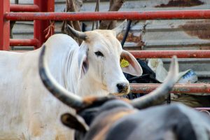 Fortalecen gestión de ranchos lecheros y ganaderos en Ahome