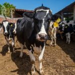 Ganaderos alertan crisis por leche importada