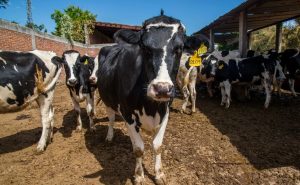 Ganaderos alertan crisis por leche importada