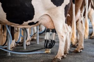 Importaciones presionan al sector lechero mexicano