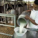 Jalisco lanza $50 millones para impulsar lechería