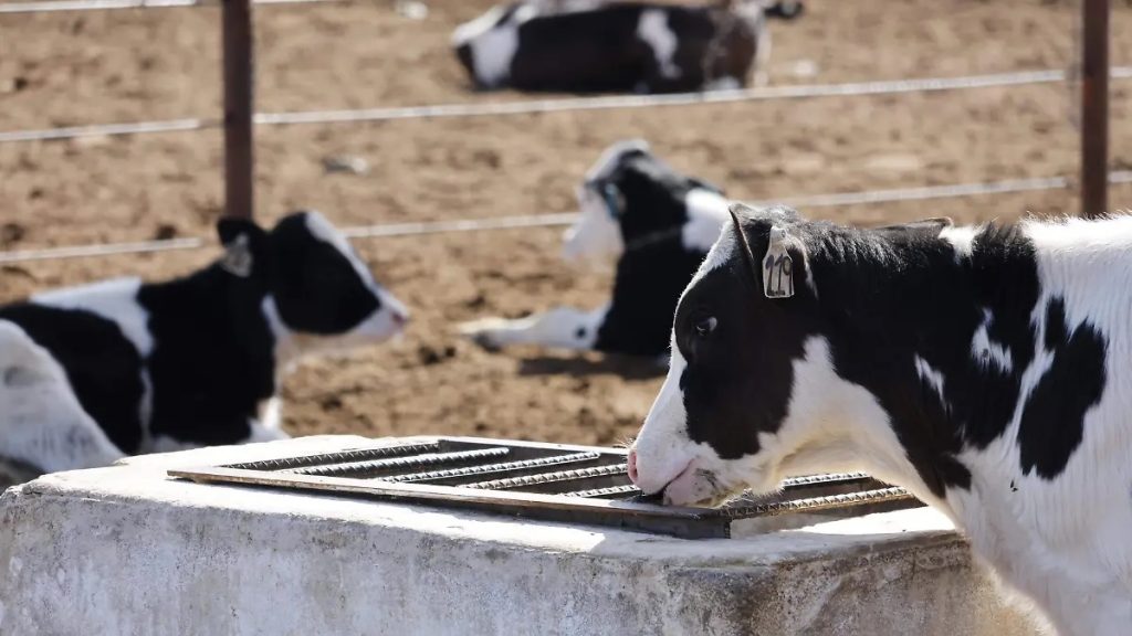La Laguna la cuenca que impulsa 1 5 de la leche mexicana