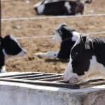 La Laguna la cuenca que impulsa 1 5 de la leche mexicana