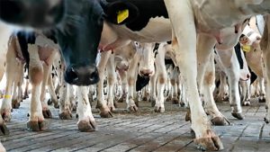 La lechería mexicana cubre 70% del consumo nacional