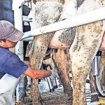 Lecheros exigen precio justo en Chihuahua