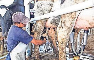 Lecheros exigen precio justo en Chihuahua