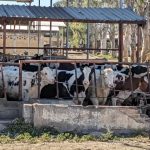 Lecheros pierden mercado y cae la compra de leche