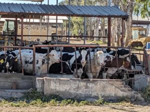 Lecheros pierden mercado y cae la compra de leche