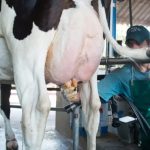 México impulsa su lácteo producción sube y derivados dominan