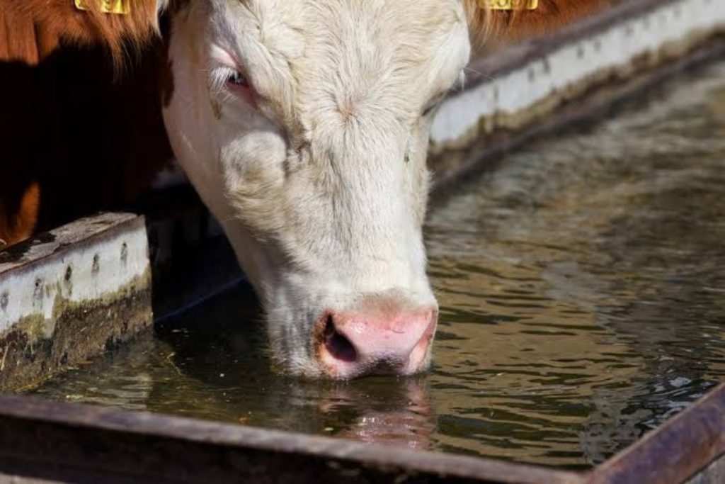 Ola de calor golpea producción lechera