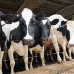 Precios lácteos suben pese a producción récord