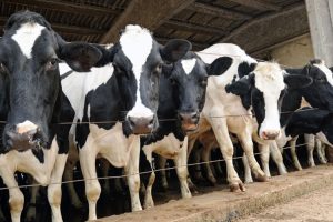 Precios lácteos suben pese a producción récord