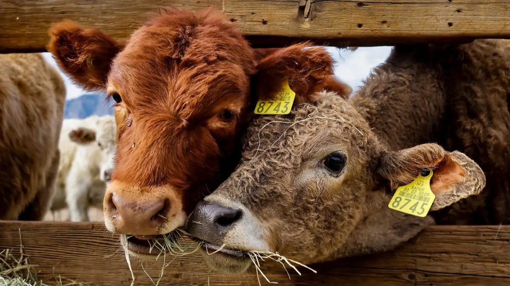 Producen leche apta para intolerantes a la lactosa