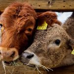 Producen leche apta para intolerantes a la lactosa