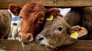 Producen leche apta para intolerantes a la lactosa