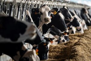 Productores de Aguascalientes se preparan para un año difícil