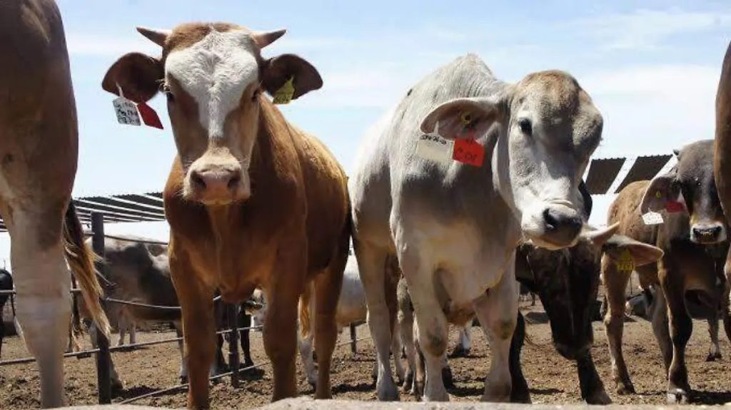 Sequía hunde la producción lechera en Veracruz